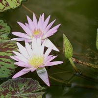 熱帯スイレン,熱帯スイレン,熱帯睡蓮(チョーラープ),熱帯睡蓮(チョーラープ),温室の画像