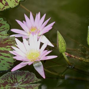 熱帯スイレン,熱帯スイレン,熱帯睡蓮(チョーラープ),熱帯睡蓮(チョーラープ),温室の画像