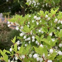 ドウダンツツジ,灯台躑躅(ドウダンツツジ),ラッパズイセン,ネメシア・ハミング,アリウム トリケトラム (ミツカドネギ）の画像