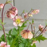 ゲウム,ゲウム　プリティコートピーチ,ゲウム　プリティコートピーチ,愛知豊明花き地方卸売市場,豊明花きの画像