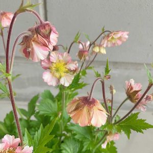 ゲウム,ゲウム　プリティコートピーチ,ゲウム　プリティコートピーチ,愛知豊明花き地方卸売市場,豊明花きの画像