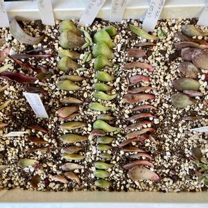 葉挿し,葉挿しトレー,つぶつぶ,エケベリア初心者,かっこいいエケベリアの画像