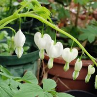 リュウキンカ,大文字草,たいつりそう,たいつりそう,山野草の画像