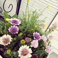 アルメリア,スカビオサ,エスコルチア,オステオステルマム,寄せ植えの画像