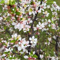 ユスラウメの画像