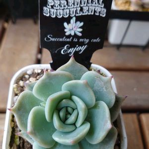 カーネーション,ガーデンシクラメン,ピカチュウ,多肉植物,多肉初心者の画像