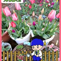 チューリップ,ステキ☆,癒し…♡,PR,フマキラーの画像