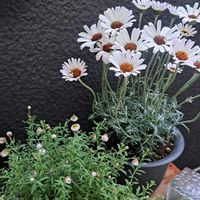 花かんざし,ローゼンセマムの画像