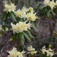 シュンラン,ヒカゲツツジ,ユキヤナギ,ミヤマシキミ,オオカメノキの画像