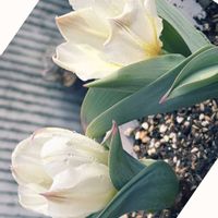 チューリップ,ユキヤナギ,薄化粧,カンテ,ハクサイの画像