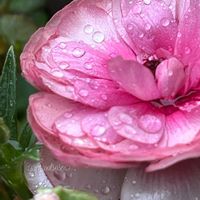 ラナンキュラス　ラックス,ラナンキュラス ラックス ティーバ,ラナンキュラス・ラックス　ヘラ,ラナンキュラスラックス グレーシス,ラナンキュラスラックス  べスタリスの画像