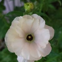 ラナンキュラスラックス,初心者,初めて育てる,手探り状態,その他部屋の画像