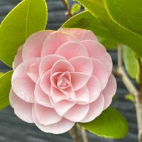 鉢植え,ガーデニング,GSデビュー,GS初心者！,庭の画像