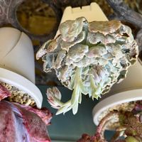 シャビアナ,フリルエケ,エケベリア初心者,粉系,祇園の舞の画像