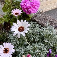 ペチュニア,宿根ネメシア,ローダンセマムエルフピンク,ミニ胡蝶蘭カララ,八重咲きアイビーゼラニウムの画像