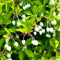 ドウダンツツジ,ドウダンツツジ,ドウダンツツジ,サラサドウダン,サラサドウダンの画像