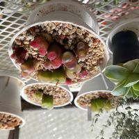 コノフィツム,マウガニー,アルメニアカム,赤いコノフィツム,その他部屋の画像