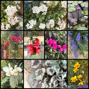 カトレア,スイセン,スイレン,ブーゲンビリア,ローズマリーの画像