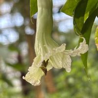 ロウソクノキ,温室,京都府立植物園,キャンドルツリー,白い水曜日♡の画像