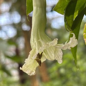 ロウソクノキ,温室,京都府立植物園,キャンドルツリー,白い水曜日♡の画像