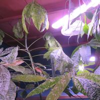 パキラ,パキラ ミルキーウェイ,パキラ・バリエガータ,観葉植物,新芽の画像