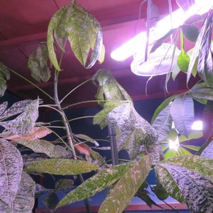 パキラ,パキラ ミルキーウェイ,パキラ・バリエガータ,観葉植物,新芽の画像