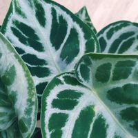 アンスリウム　ドラヤキ,観葉植物,インドアグリーン,葉っぱ好き,みどりのある暮らしの画像