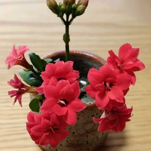 カランコエ,鉢植え,かわいい花,春の訪れ,切り花を楽しむの画像