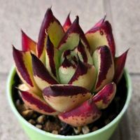 エケベリア,名無しさん,名無しのエケベリア,多肉植物,エケベリア属の画像