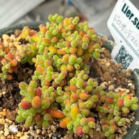 ドロサンテマム グロボーサム,多肉植物,多肉大好き,多肉植物のある暮らし,多肉女子の画像