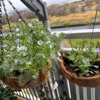 ニオイバンマツリ,ニオイバンマツリ,ミヤマオダマキ,ミヤマオダマキ,バラ　ガブリエルの画像