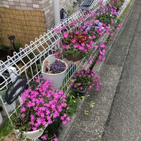 シレネピンクパンサー,ガーデニング,マンション専用庭,庭の画像