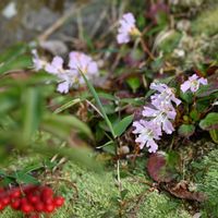 イワウチワ,カタクリ,ホウチャクソウ,ボケ,マンリョウの画像