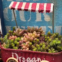 レッドベリー,アエオニウム,アエオニウム属,❤️いいね、ありがとう,プレ企画当選品の画像