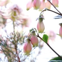 セルリア,セルリア,カランコエ ウェンディ,セルリア プリティピンク,ピンクの花の画像