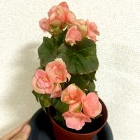 ベゴニア,ベゴニア,初心者,可愛い,メルヘンチックの画像