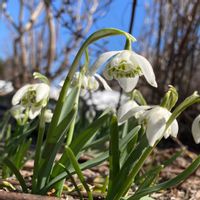 スノードロップ,春の訪れ,花好き,庭の画像