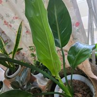 ストレリチア,ストレチリアレギネ,観葉植物の画像