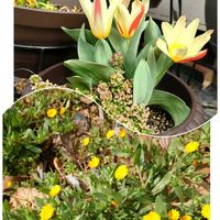 冬知らず,フユシラズ(カレンデュラ),プランター植え,早春,ミニチューリップの画像