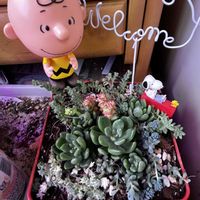 小人の祭り,サンバースト,ミルクゥージ,ミルキーウェイ,小米星の画像