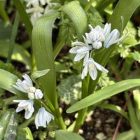 ハナニラ,スイセン,スイセン,プスキニア,プスキニアの画像