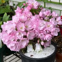 雪割草,旭山桜,桔梗,原種シクラメン コウム,ベランダの画像