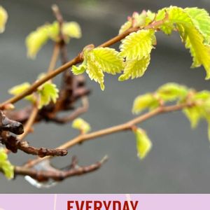 ハナモモ,ソメイヨシノ,ニレケヤキ,カレンダーの日❣️,ミニ盆栽の画像