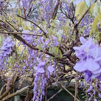 フジ,藤の花の画像