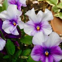 ガーデニング,花のある暮らし,ビオラ・パンジー,自家採種,小さな庭の画像