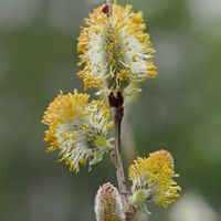 ネコヤナギの画像