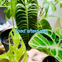 アンスリウム,アンスリウム ベイチー,森林浴,熱帯植物,癒しの空間の画像