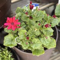 セネッティ　スカーレット,セネッティ　ホワイトレッドアイ,セネッティ,サントリー フラワーズ,花と生きるサントリーの画像