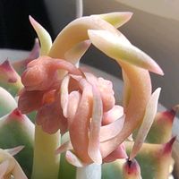 桃太郎,多肉花芽,桃太郎　たなばたの画像