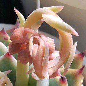 桃太郎,多肉花芽,桃太郎　たなばたの画像